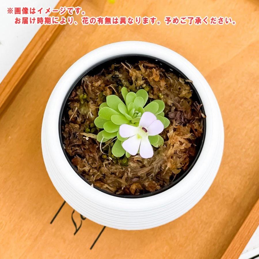食虫植物 ムシトリスミレ ピンギキュラ エセリアナ 2号鉢 Pinguicula Esseriana プランチュ Yahoo 店 通販 Yahoo ショッピング