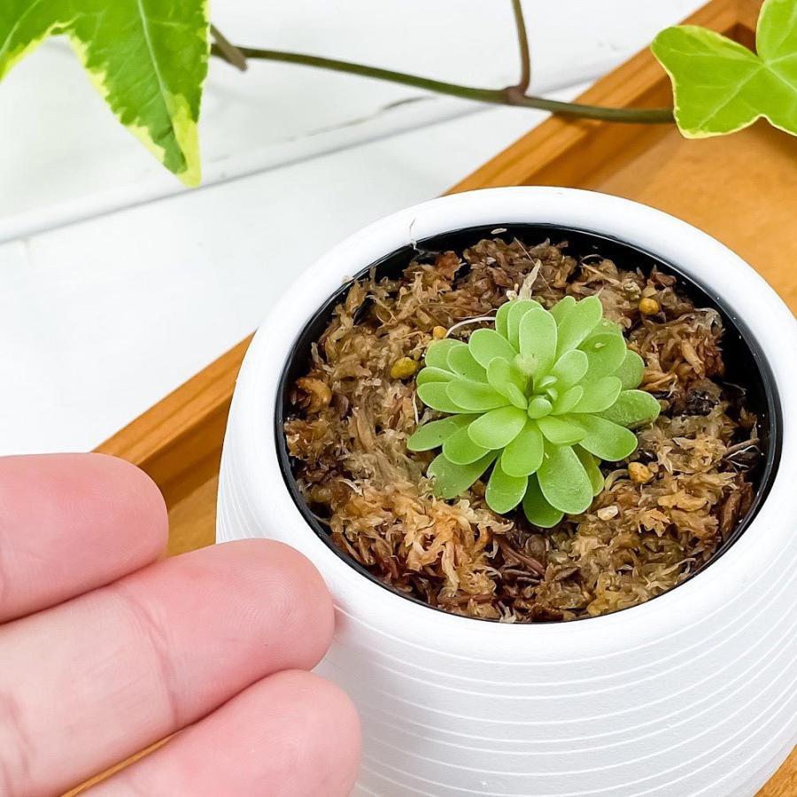 食虫植物 ムシトリスミレ ピンギキュラ エセリアナ 3号丸鉢 受け皿付き 育て方説明書付き Pinguicula Esseriana ヒメアシナガ ムシトリスミレ プランチュ Yahoo 店 通販 Yahoo ショッピング