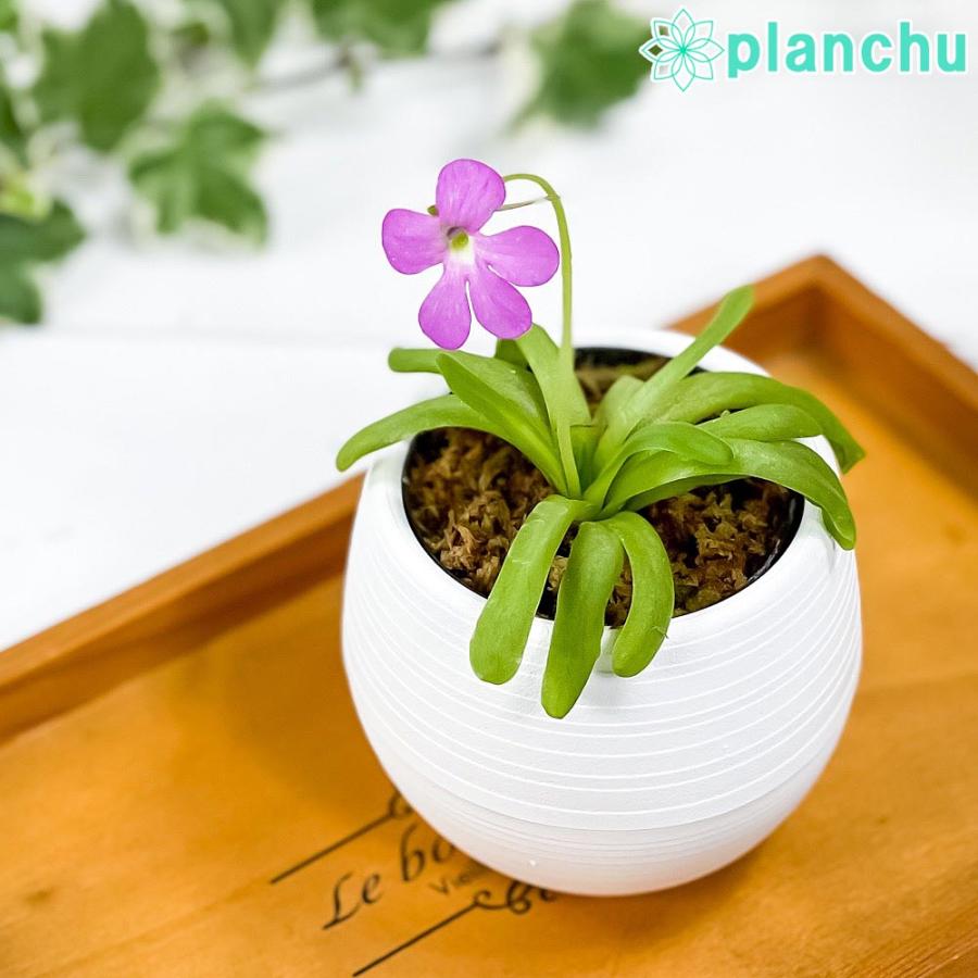 食虫植物 ムシトリスミレ ピンギキュラ スマイリングビューティー 3号鉢 育て方説明書付き Pinguicula Moctezumae Colimensis プランチュ Yahoo 店 通販 Yahoo ショッピング