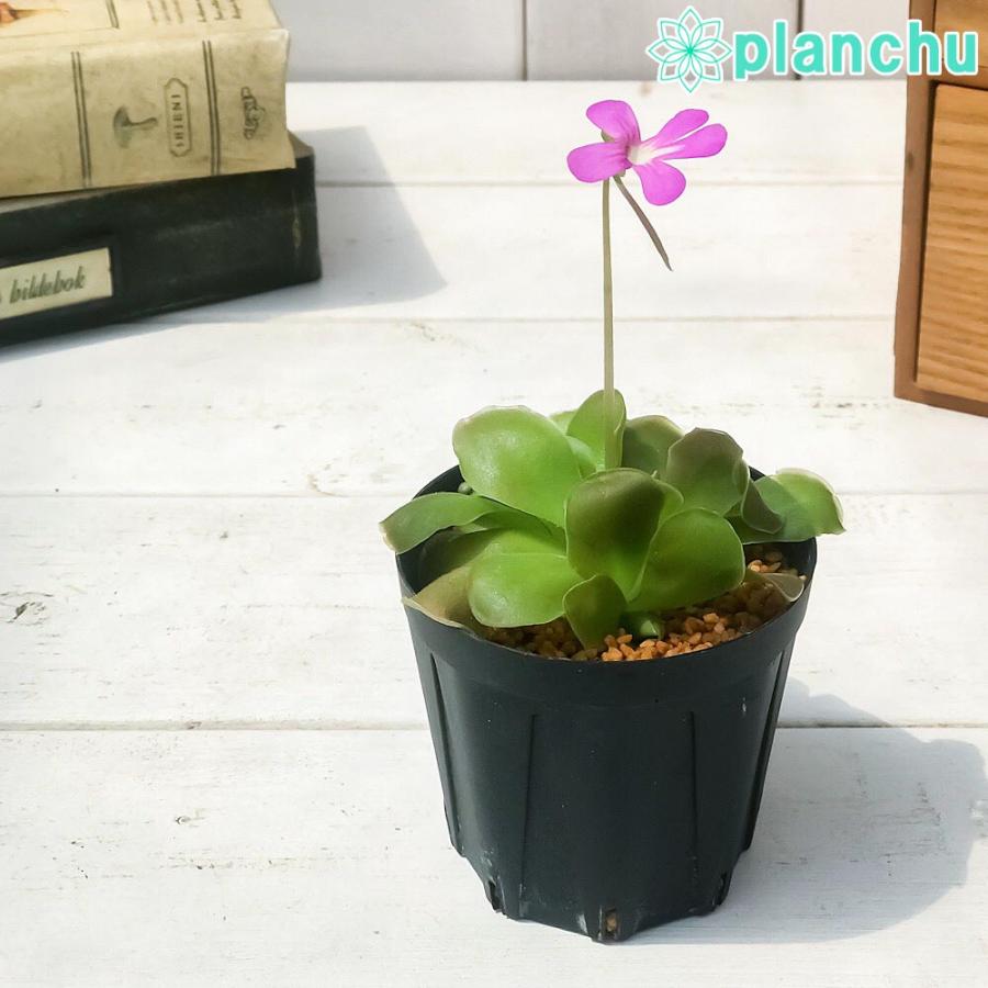 食虫植物 ムシトリスミレ ピンギキュラ セトス 2号鉢 育て方説明書付き Pinguicula Sethos Ehlersiae Moranensis プランチュ Yahoo 店 通販 Yahoo ショッピング