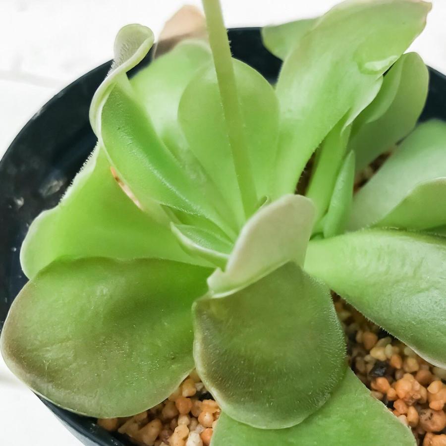食虫植物 ムシトリスミレ ピンギキュラ セトス 2号鉢 育て方説明書付き Pinguicula Sethos Ehlersiae Moranensis プランチュ Yahoo 店 通販 Yahoo ショッピング