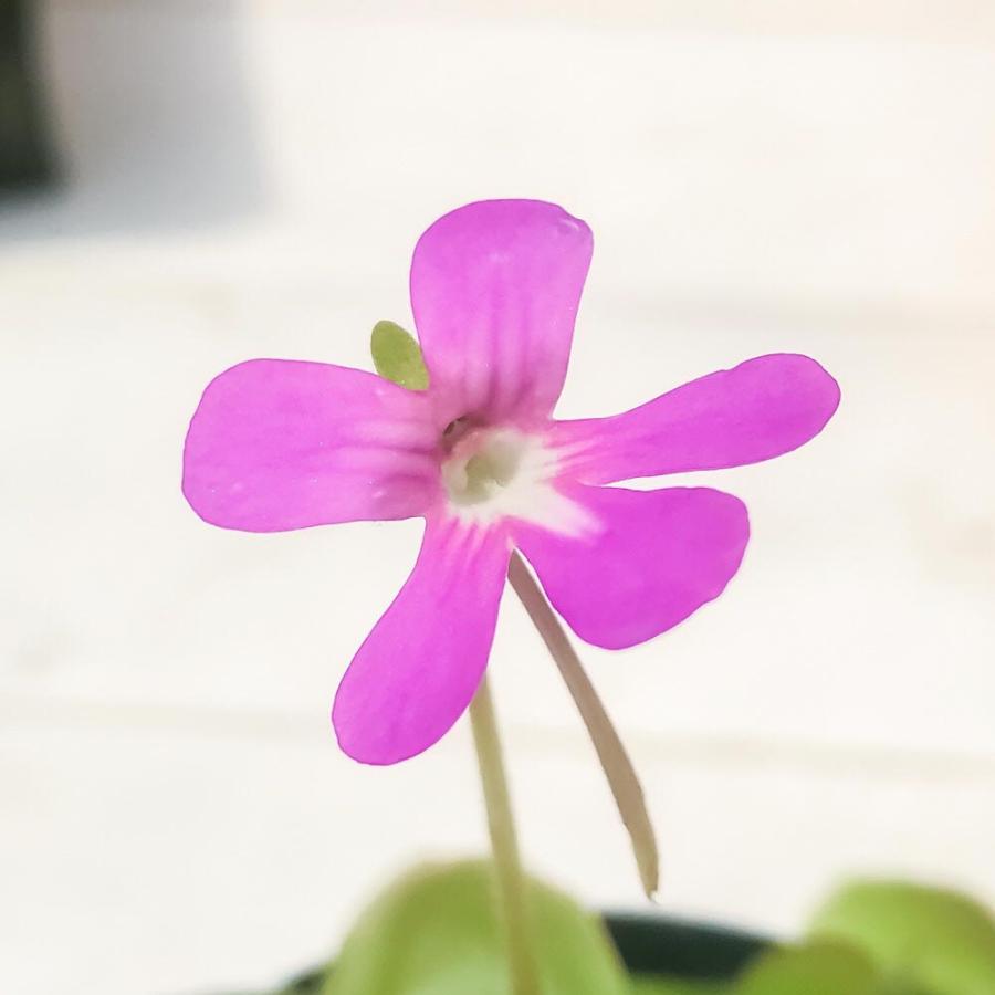食虫植物 ムシトリスミレ ピンギキュラ セトス 2号鉢 育て方説明書付き Pinguicula Sethos Ehlersiae Moranensis プランチュ Yahoo 店 通販 Yahoo ショッピング