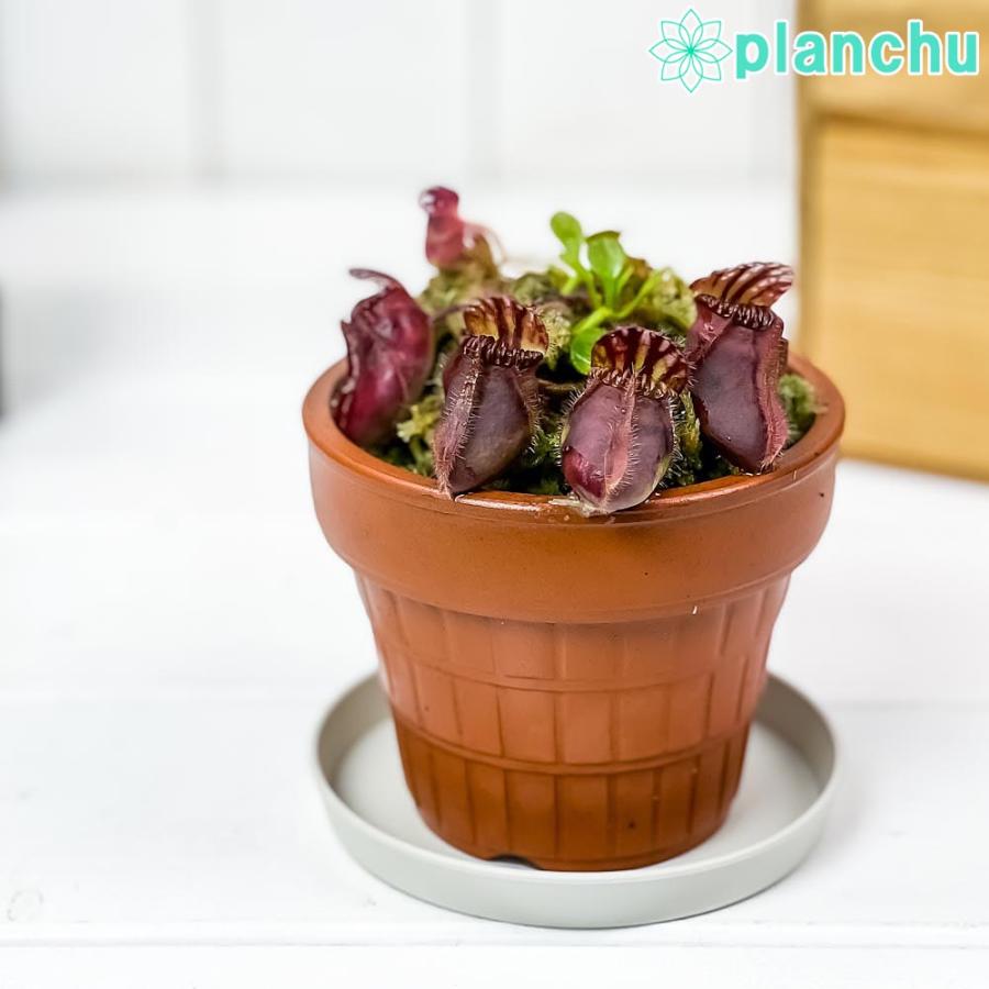 日本未入荷 セファロタス フォリキュラリス Cephalotus follicularis