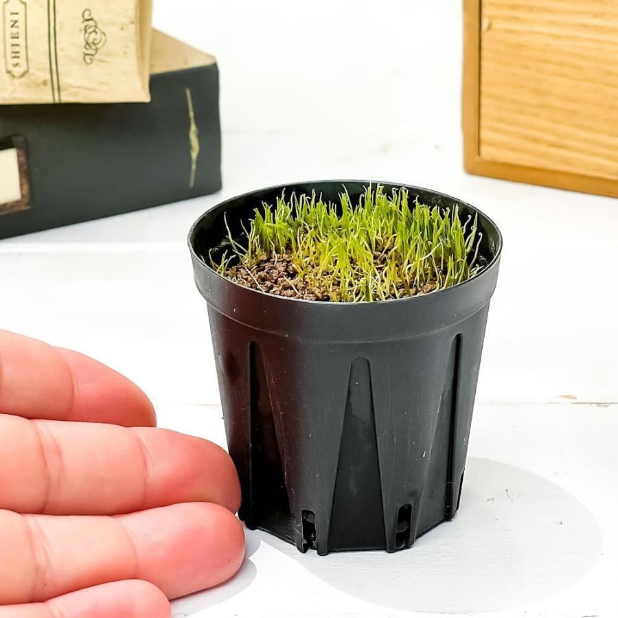 食虫植物 ウトリクラリア レスピナータ 2号鉢 育て方説明書付き Utricularia Resupinata ミミカキグサ ウォーターローン 激レア 希少 珍しい 水生植物 プランチュ Yahoo 店 通販 Yahoo ショッピング