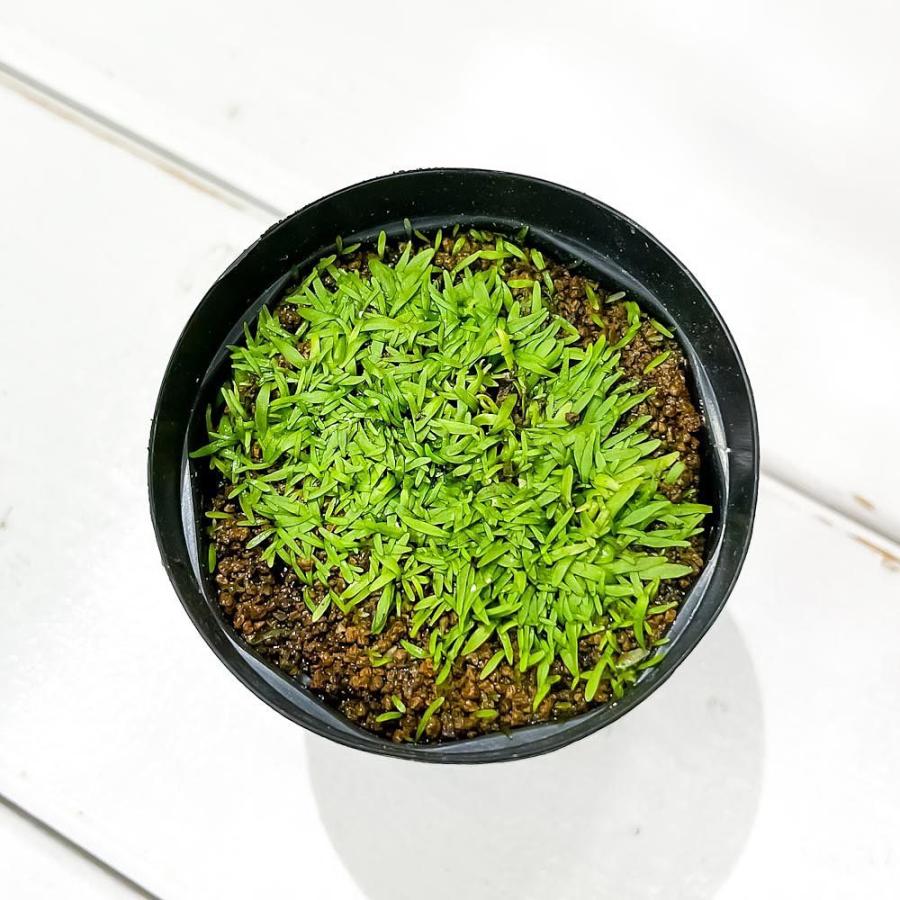 食虫植物 ウトリクラリア グラミニフォリア 2号鉢 育て方説明書付き Utricularia Graminifolia ミミカキグサ ウォーターローン 水上葉 プランチュ Yahoo 店 通販 Yahoo ショッピング