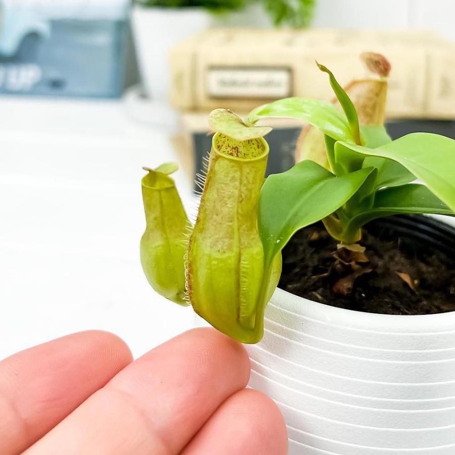 食虫植物 ウツボカズラ ネペンテス グラシリス スポート Viacaoavanti Com Br