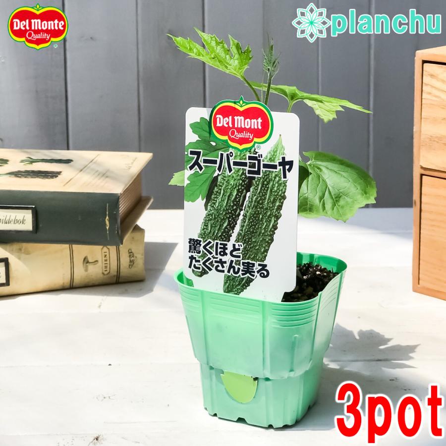 野菜苗 デルモンテ ゴーヤ苗 スーパーゴーヤ 3号ポット 3ポットセット 野菜 ゴーヤ プランチュ Yahoo 店 通販 Yahoo ショッピング