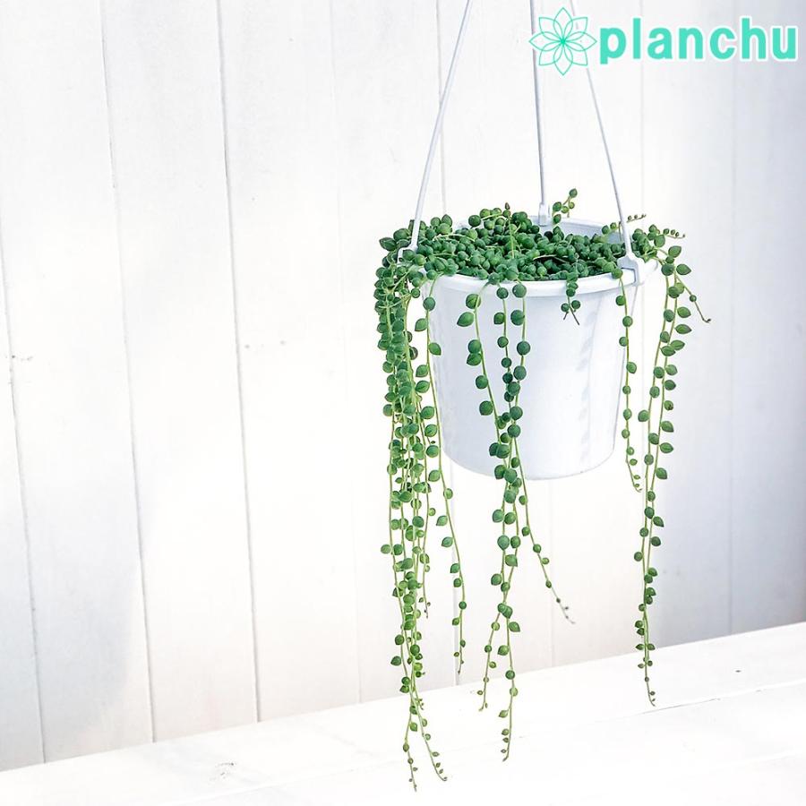 多肉植物 セネシオ グリーンネックレス 5号吊り鉢 育て方説明書付き Senecio Rowleyanus ミドリノスズ 緑の鈴 観葉植物 プランチュ Yahoo 店 通販 Yahoo ショッピング