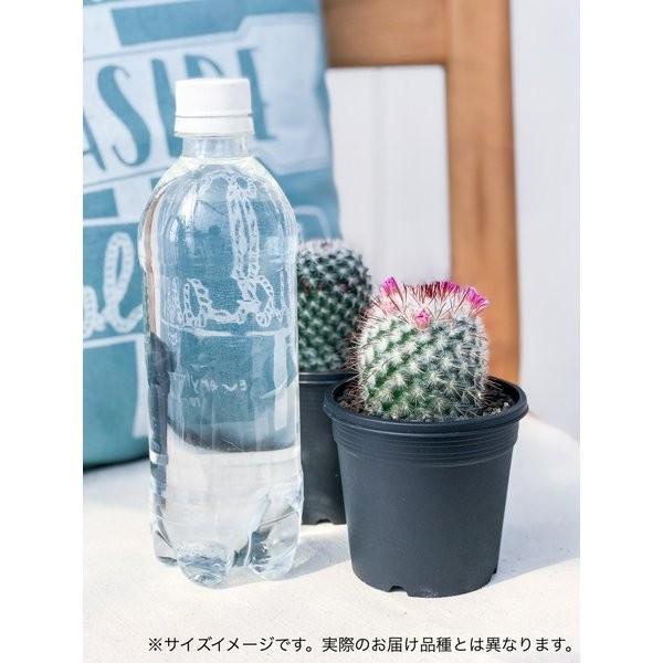 サボテン マミラリア 月影丸 つきかげまる 3号鉢 Mammillaria Zeilmanniana プランチュ Yahoo 店 通販 Yahoo ショッピング