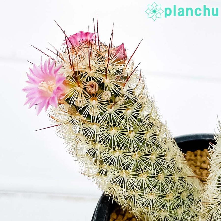 国内正規品 サボテン マミラリア ピンクニンフ 3号鉢 受け皿付き 育て方説明書付き Mammillaria Pink Nymph