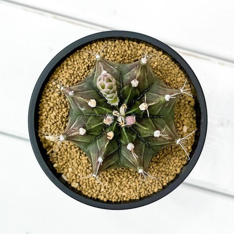 サボテン ギムノカリキウム 牡丹玉 ぼたんぎょく 3号鉢 Gymnocalycium Mihanovichii プランチュ Yahoo 店 通販 Yahoo ショッピング