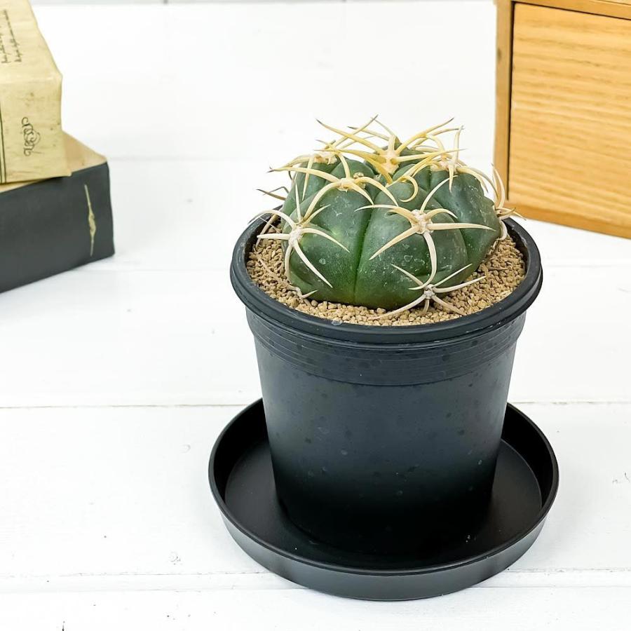サボテン ギムノカリキウム 海王丸 かいおうまる 3号鉢 受け皿付き 育て方説明書付き Gymnocalycium Denudatum Var Paraguayensis プランチュ Yahoo 店 通販 Yahoo ショッピング