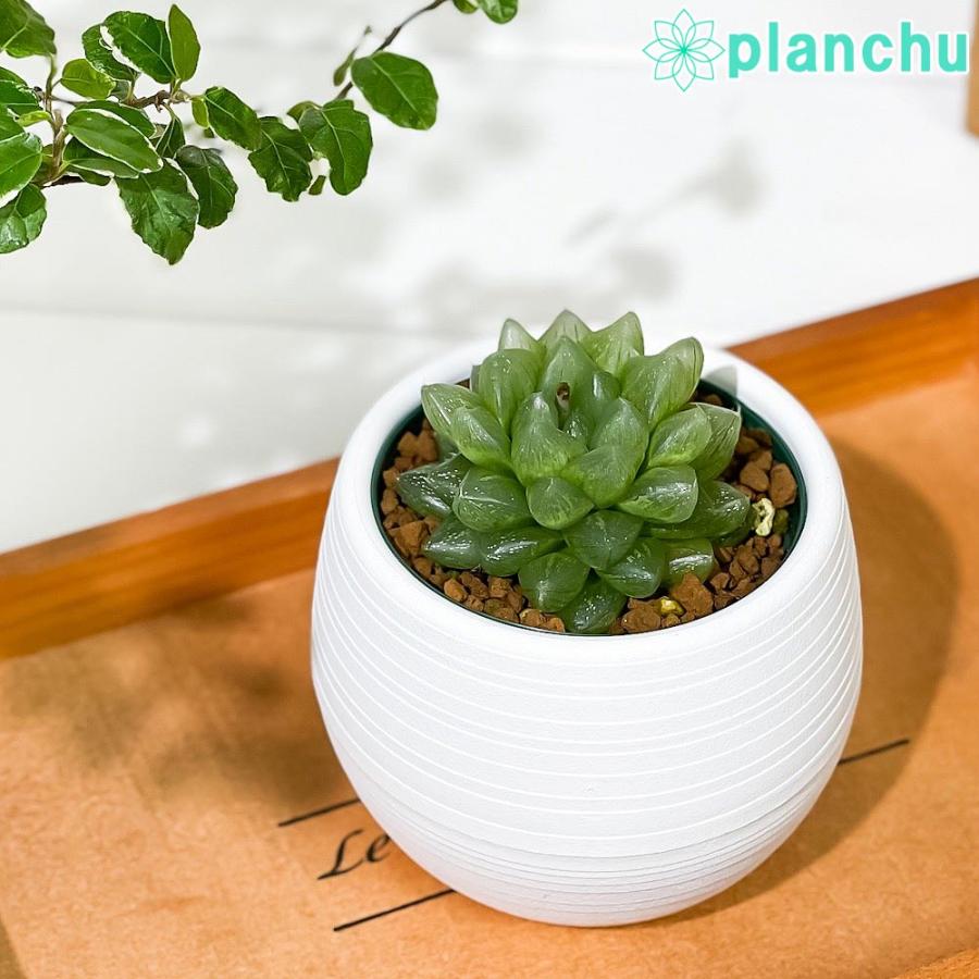多肉植物 ハオルチア 光るオブツーサ 2 5号鉢 Obutusa Haworthia ハオルシア 現品 Hikaru