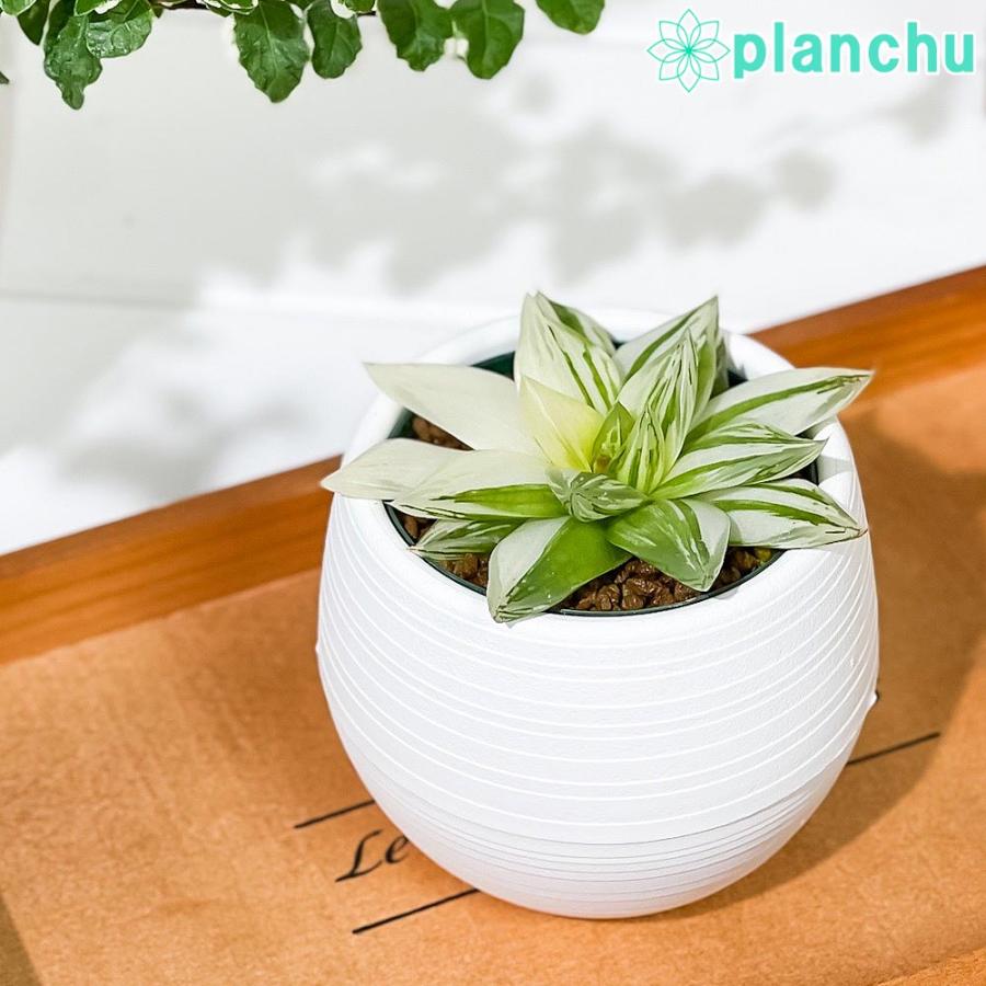 381円 素晴らしい価格 多肉植物 ハオルチア 京の華錦 2 5号鉢 ハオルシア Haworthia Cymbiformis Var Angustana F Variegata