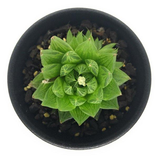 690円 贈与 多肉植物 ハオルチア オキュラータ Evj N Of Groot River 2 5号鉢 ハオルシア Haworthia Oculata