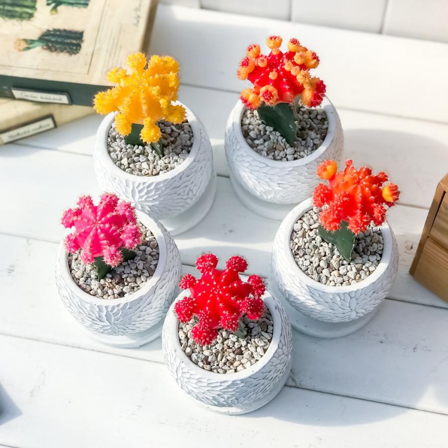 サボテン ヒボタン 緋牡丹 陶器鉢植え ひぼたん 緋牡丹 ギムノカリキウム 観葉植物 オシャレ 丈夫 初心者向き キャンドルサボテン カラーヘッドサボテン プランチュ Yahoo 店 通販 Yahoo ショッピング