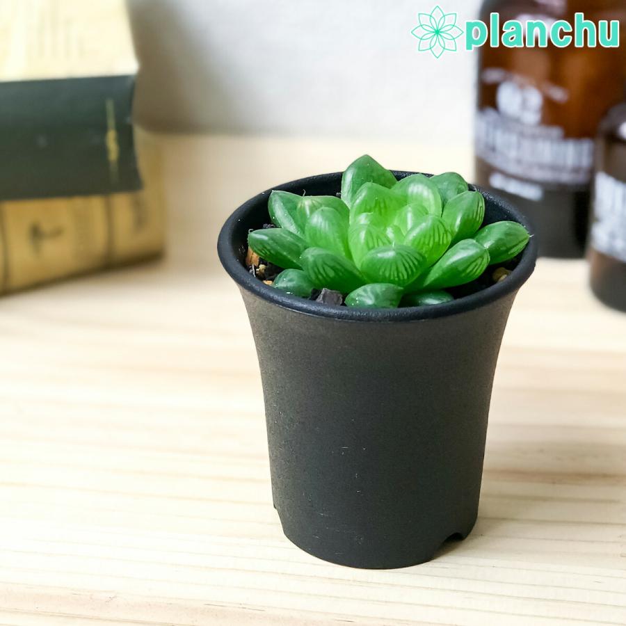 多肉植物 ハオルチア ウンブラティコラ Mbbsn Fort Beaufort 2 5号鉢 ハオルシア Haworthia Umbraticola プランチュ Yahoo 店 通販 Yahoo ショッピング