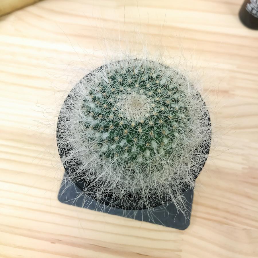 サボテン マミラリア 玉翁殿 ぎょくおうでん 玉翁 たまおきな 3号鉢 Mammillaria Hahniana F Lanata Hahniana プランチュ Yahoo 店 通販 Yahoo ショッピング