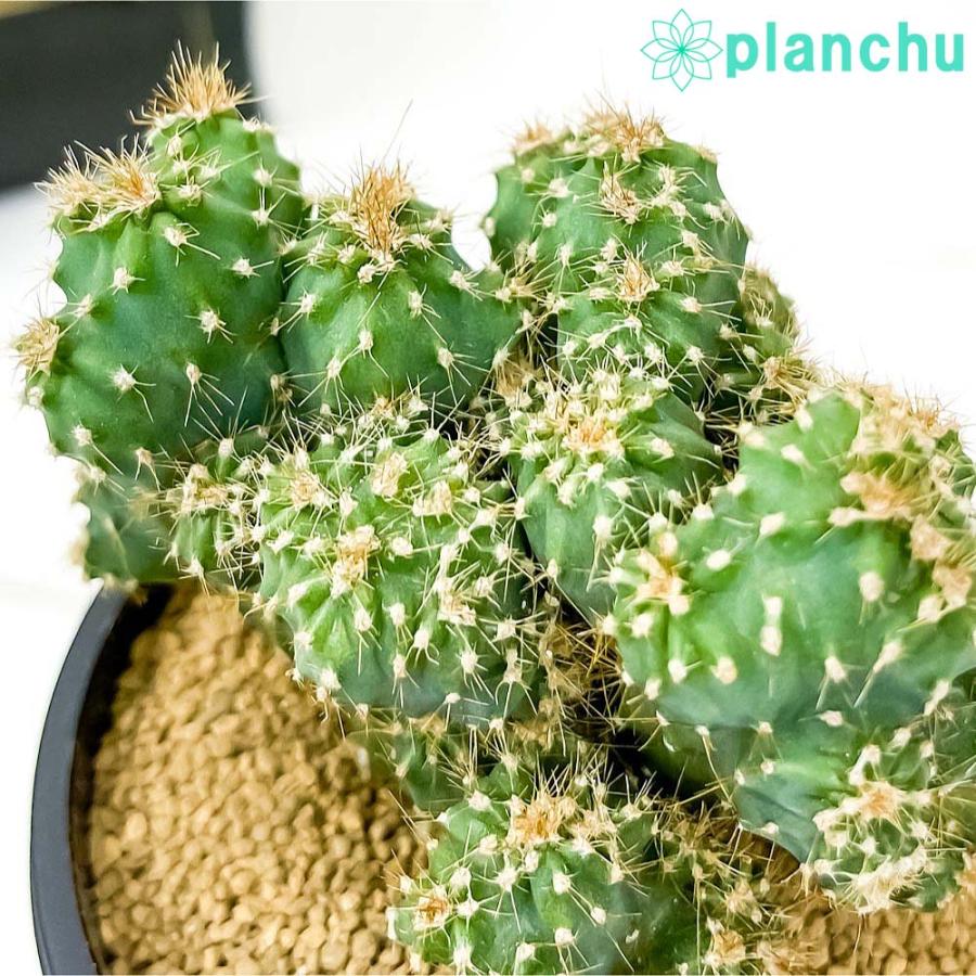 サボテン セレウス 金獅子 きんじし 3号鉢 Cereus Variabilis F Monstrosus プランチュ Yahoo 店 通販 Yahoo ショッピング