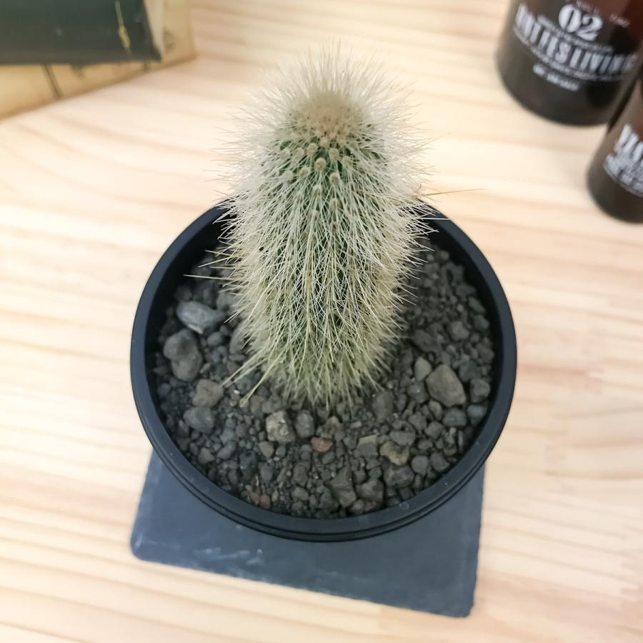 白閃or吹雪柱 2本組 A 120cm 98cm(鉢底から)