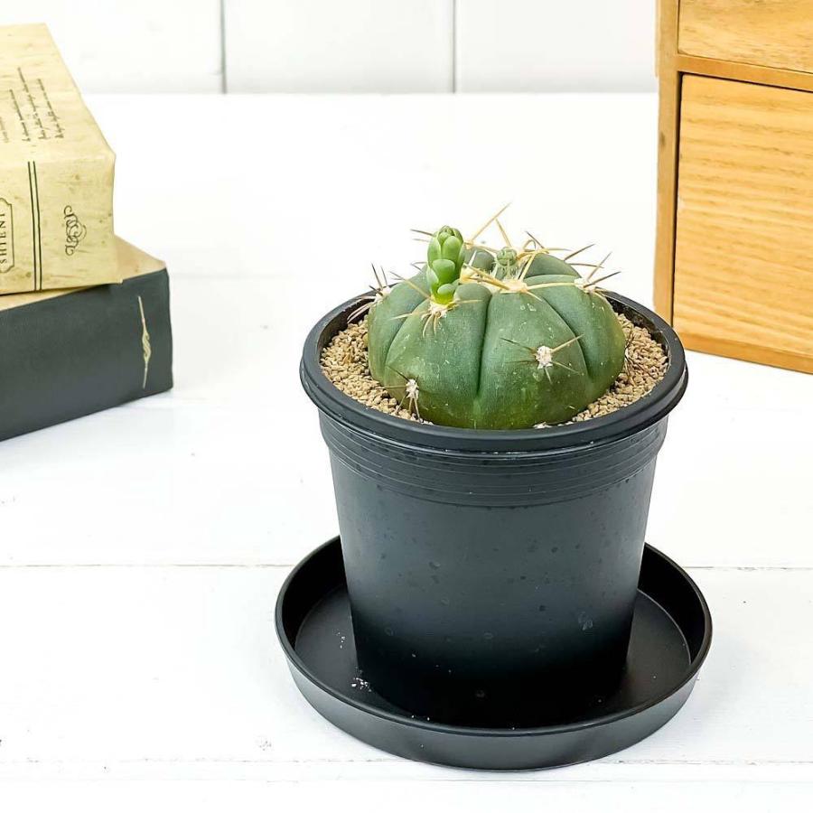 サボテン ギムノカリキウム 聖王丸 せいおうまる 3号鉢 Gymnocalycium Buenekeri ペンタカンサ ブエネケリ プランチュ Yahoo 店 通販 Yahoo ショッピング