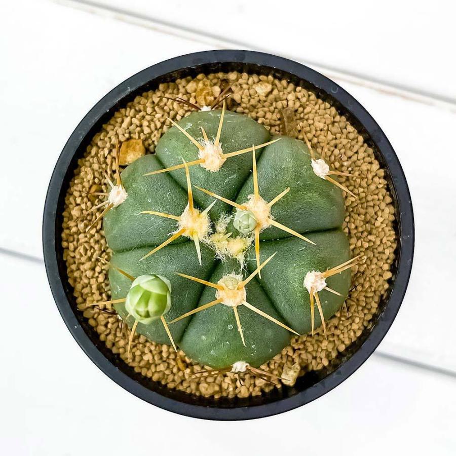 サボテン ギムノカリキウム 聖王丸 せいおうまる 3号鉢 Gymnocalycium Buenekeri ペンタカンサ ブエネケリ プランチュ Yahoo 店 通販 Yahoo ショッピング