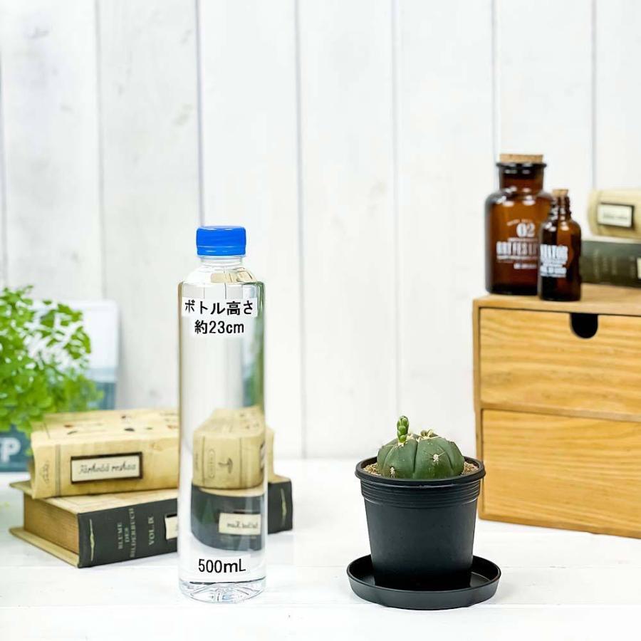 サボテン ギムノカリキウム 聖王丸 せいおうまる 3号鉢 Gymnocalycium Buenekeri ペンタカンサ ブエネケリ プランチュ Yahoo 店 通販 Yahoo ショッピング