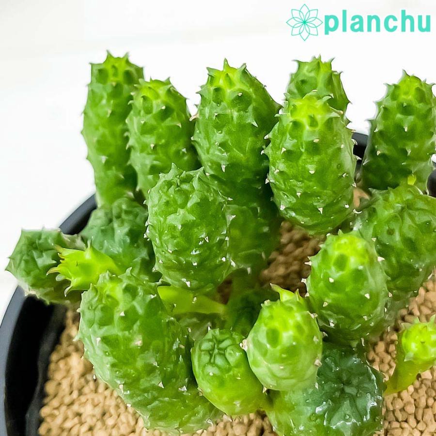 多肉植物 ユーフォルビア グリーンボール 3号鉢 Euphorbia プランチュ Yahoo 店 通販 Yahoo ショッピング