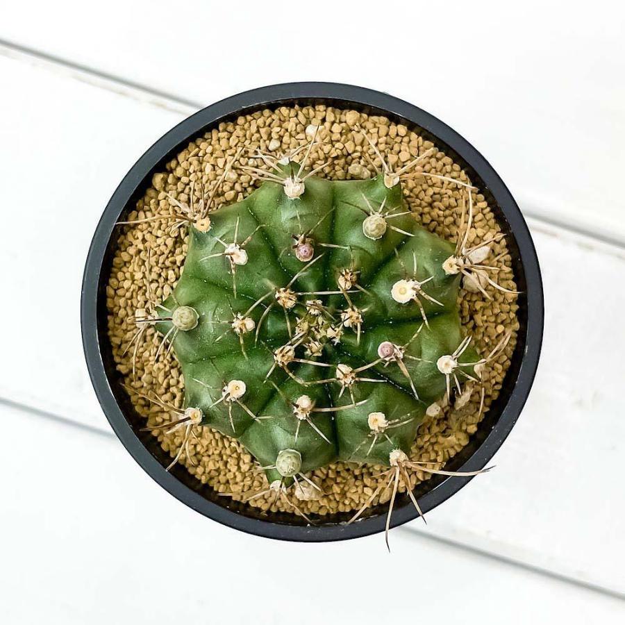 高額売筋 サボテン ギムノカリキウム 翠晃冠 すいこうかん 3号鉢 受け皿付き 育て方説明書付き Gymnocalycium Anisitsii Rmladv Com Br