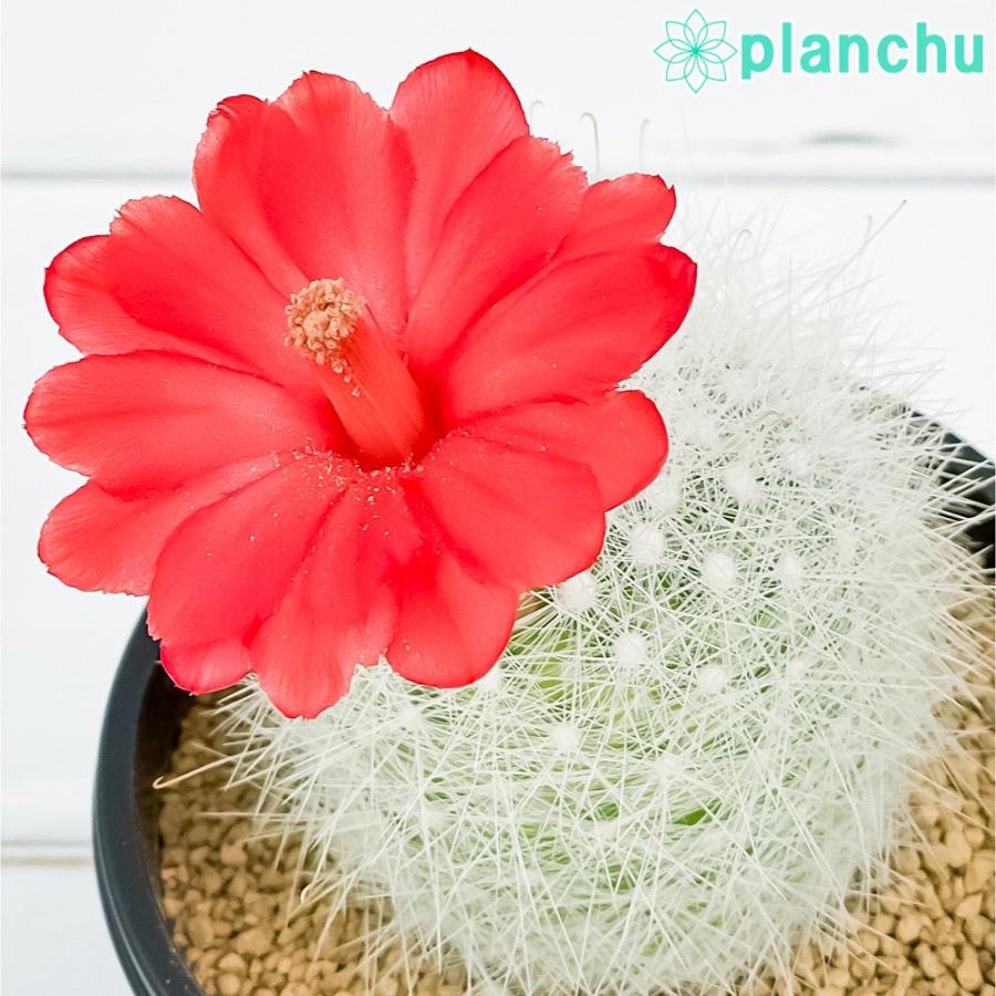 サボテン マミロプシス 月宮殿 げっきゅうでん 3号鉢 受け皿付き 育て方説明書付き Mamilopsis Senillis マミラリア プランチュ Yahoo 店 通販 Yahoo ショッピング