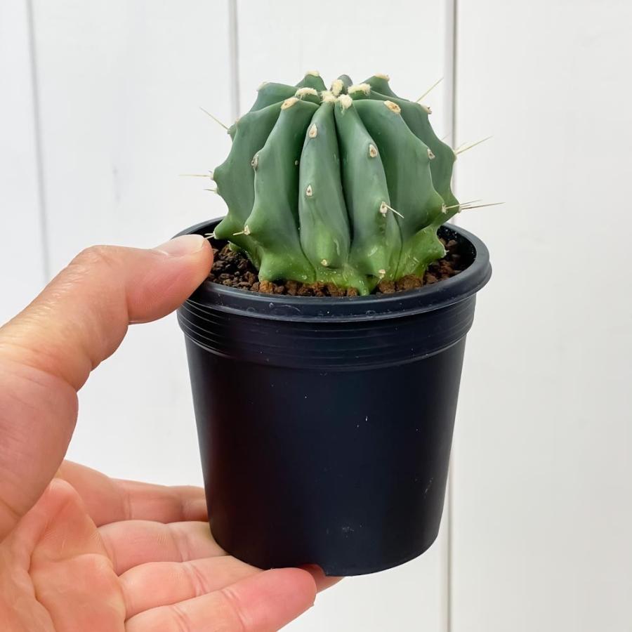 サボテン フェロカクタス 刺無王冠竜 とげなしおうかんりゅう 3号鉢 Ferocactus Glaucescens F Nuda プランチュ Yahoo 店 通販 Yahoo ショッピング
