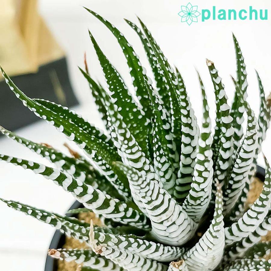 多肉植物 ハオルチオプシス ゼブラ 3号鉢 受け皿付き 育て方説明書付き Haworthiopsis Fasciata Cv ハオルチア 十二の巻 ワイドバンド プランチュ Yahoo 店 通販 Yahoo ショッピング