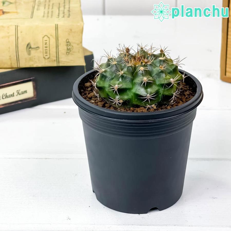 サボテン ギムノカリキウム 麗蛇丸 れいだまる 3号鉢 Gymnocalycium Damsii レイダマル レイジャマル プランチュ Yahoo 店 通販 Yahoo ショッピング