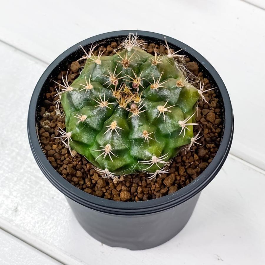 504円 格安販売の サボテン ギムノカリキウム 麗蛇丸 れいだまる 3号鉢 受け皿付き 育て方説明書付き Gymnocalycium Damsii レイダマル レイジャマル