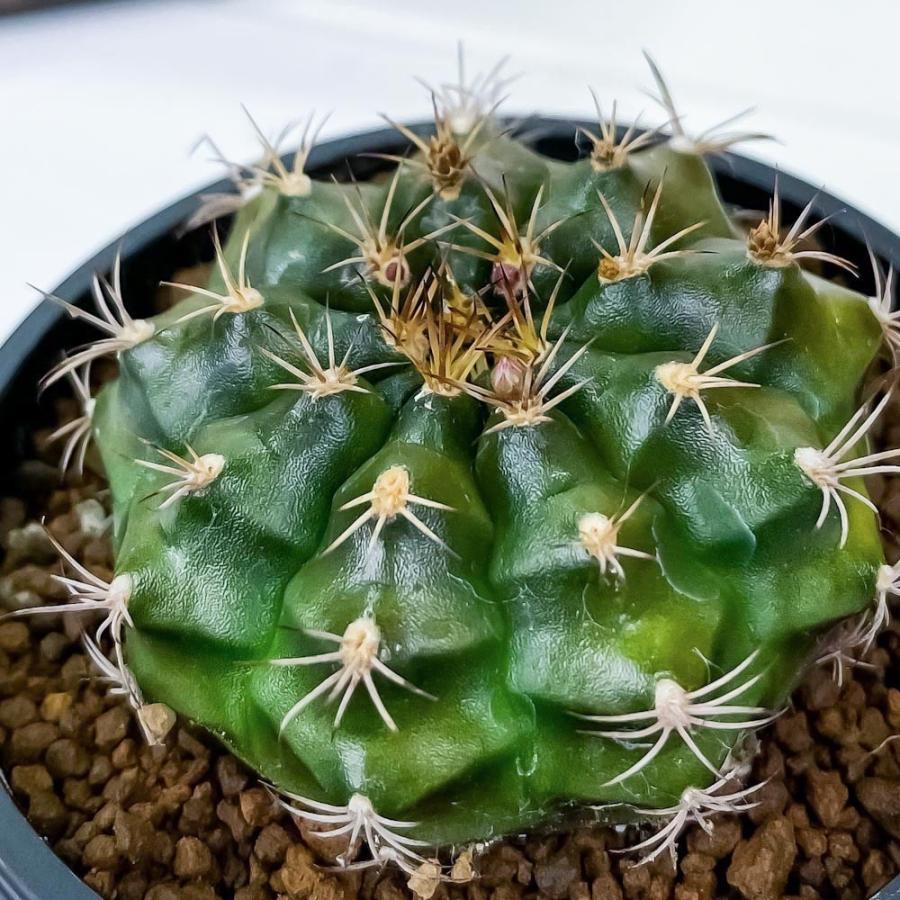 504円 格安販売の サボテン ギムノカリキウム 麗蛇丸 れいだまる 3号鉢 受け皿付き 育て方説明書付き Gymnocalycium Damsii レイダマル レイジャマル