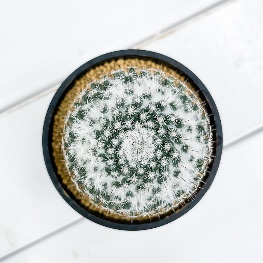 サボテン マミラリア 銀河 ぎんが 3号鉢 受け皿付き 育て方説明書付き Mammillaria Saetigera ギンガ プランチュ Yahoo 店 通販 Yahoo ショッピング