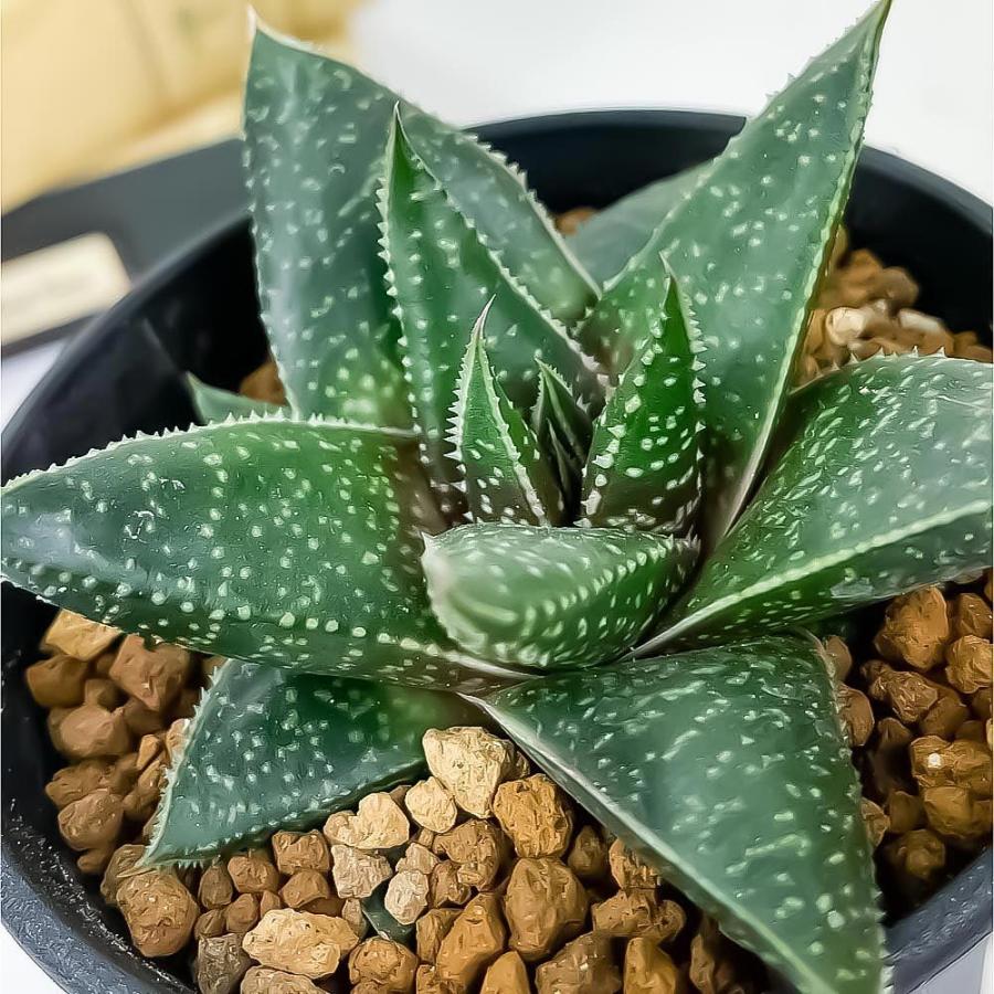 多肉植物 ガステリア リンポポ 3 5号鉢 Gasteria Limpopo プランチュ Yahoo 店 通販 Yahoo ショッピング