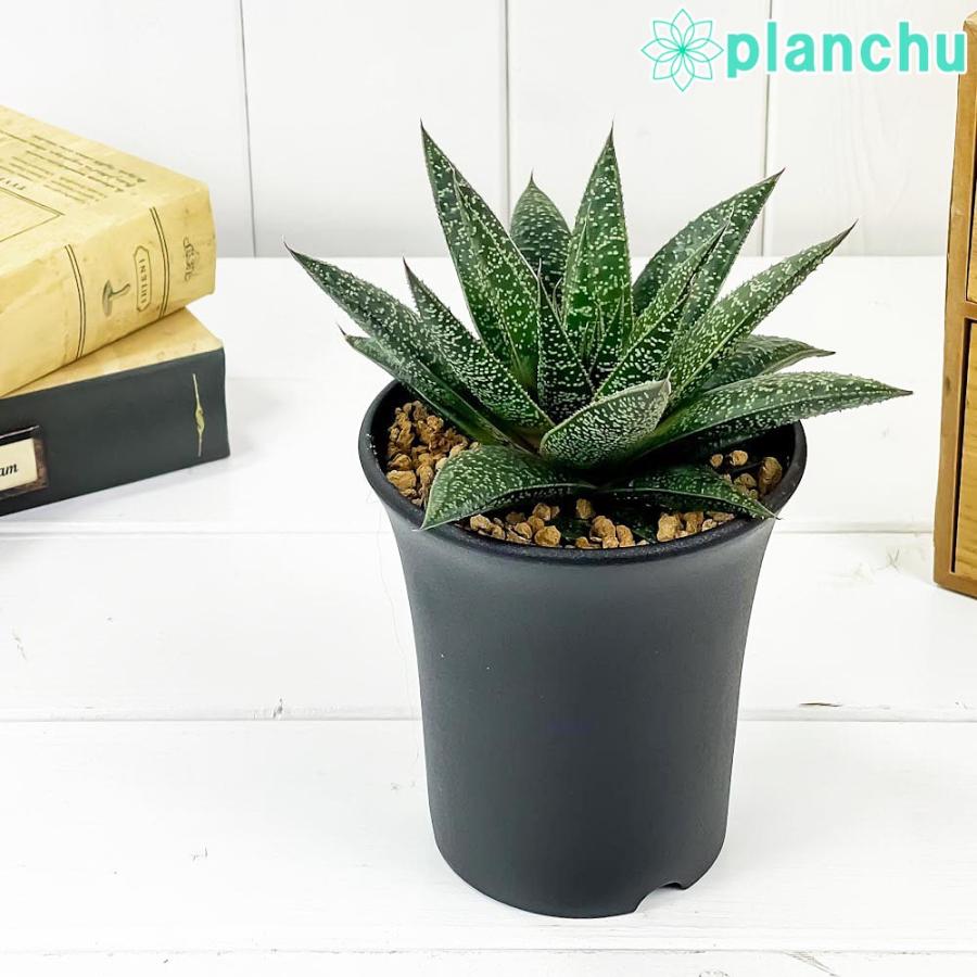 多肉植物 ガステリア フロウ 3 5号鉢 Gasteria Flow ガステラロエ Gasteraloe プランチュ Yahoo 店 通販 Yahoo ショッピング