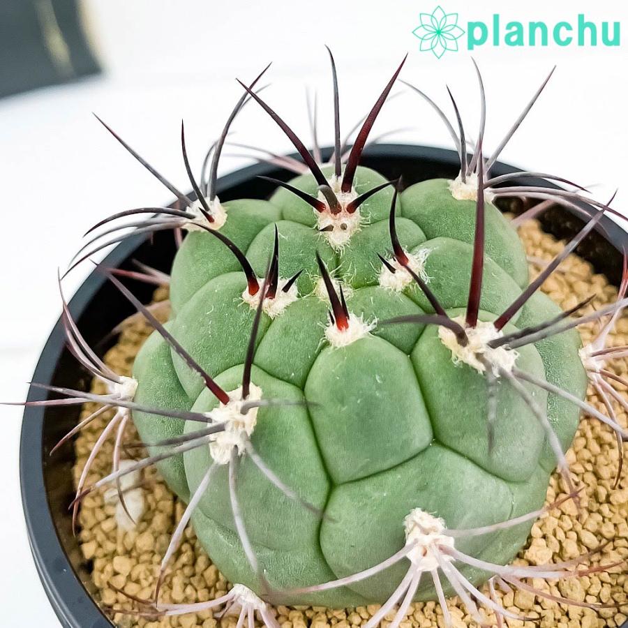 サボテン ギムノカリキウム 新天地 しんてんち 3号鉢 受け皿付き 育て方説明書付き Gymnocalycium Saglionis プランチュ Yahoo 店 通販 Yahoo ショッピング