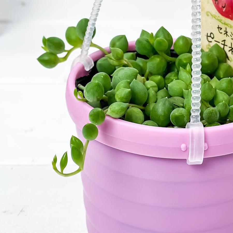 多肉植物 ぶらりサキュレント ピーチネックレス 3号吊り鉢 鉢色おまかせ 育て方説明書付き Senecio Peach Necklace セネシオ プランチュ Yahoo 店 通販 Yahoo ショッピング