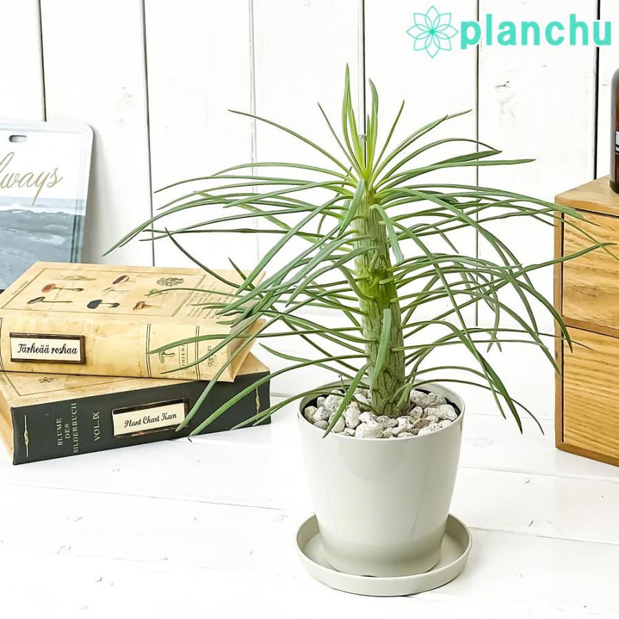 多肉植物 モンキーツリー 3 5号鉢 受け皿付き 育て方説明書付き Senecio Kleinia セネシオ クレイニア 天竜 観葉植物 プランチュ Yahoo 店 通販 Yahoo ショッピング