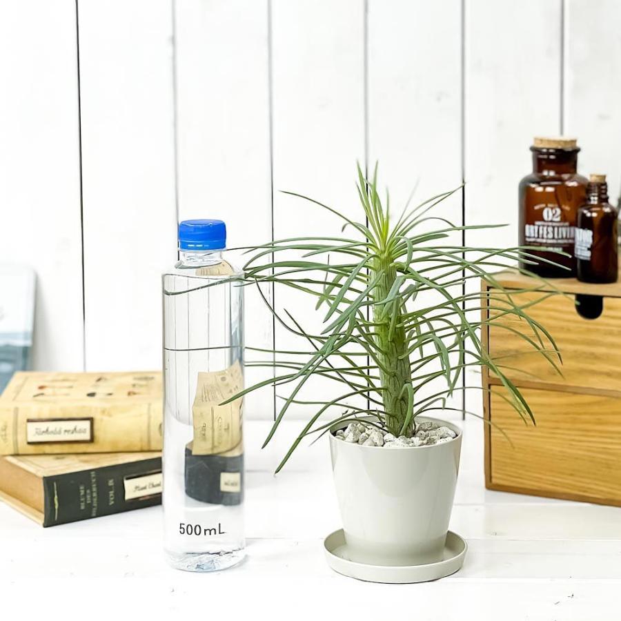 多肉植物 モンキーツリー 3 5号鉢 受け皿付き 育て方説明書付き Senecio Kleinia セネシオ クレイニア 天竜 観葉植物 プランチュ Yahoo 店 通販 Yahoo ショッピング