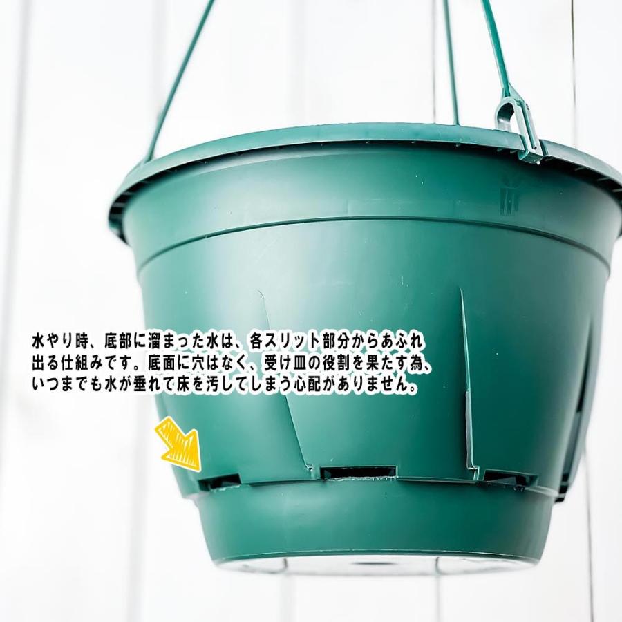 多肉植物 セネシオ ドルフィンネックレス 5号吊り鉢 育て方説明書付き Senecio Hippogriff ヒポグリフ ペレグリヌス 観葉植物 プランチュ Yahoo 店 通販 Yahoo ショッピング