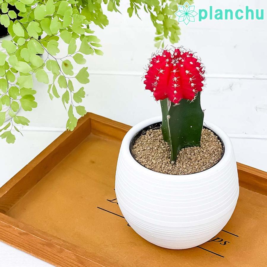 サボテン ギムノカリキウム ヒボタン レッド 3号丸鉢 受け皿付き 育て方説明書付き 観葉植物 キャンドルサボテン カラーヘッドサボテン 緋牡丹 ひぼたん プランチュ Yahoo 店 通販 Yahoo ショッピング