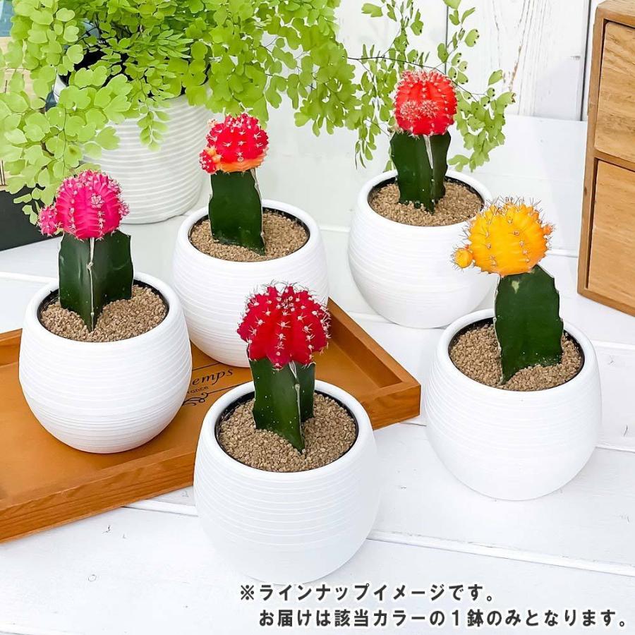 サボテン ギムノカリキウム ヒボタン ピンク 3号丸鉢 受け皿付き 育て方説明書付き 観葉植物 キャンドルサボテン カラーヘッドサボテン 緋牡丹 ひぼたん プランチュ Yahoo 店 通販 Yahoo ショッピング