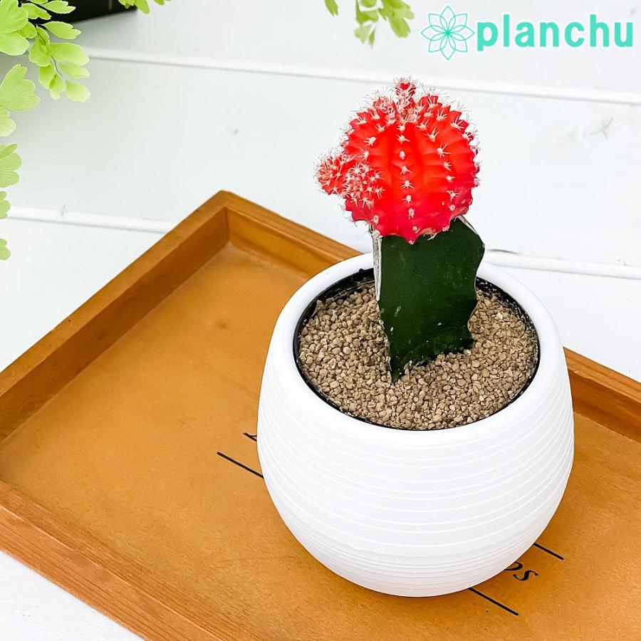 サボテン ギムノカリキウム ヒボタン オレンジ 3号丸鉢 受け皿付き 育て方説明書付き 観葉植物 キャンドルサボテン カラーヘッドサボテン 緋牡丹 ひぼたん プランチュ Yahoo 店 通販 Yahoo ショッピング