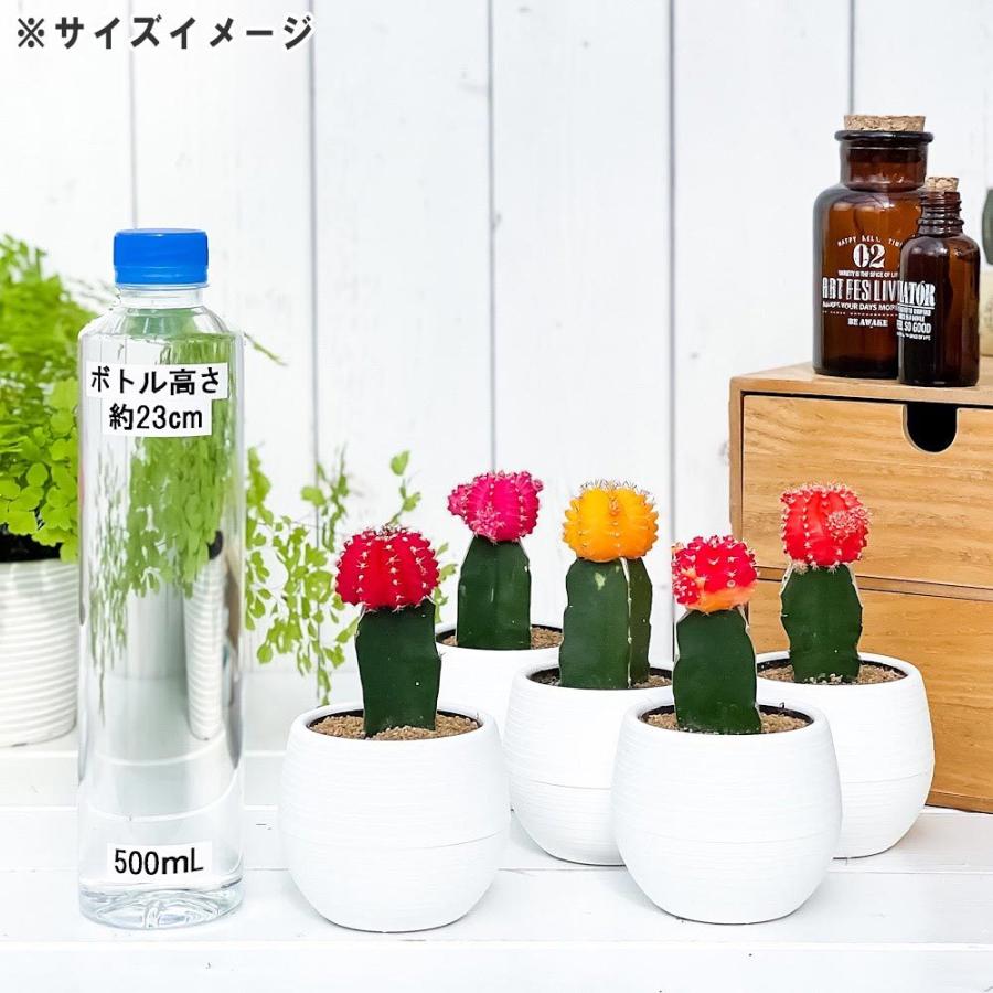 サボテン ギムノカリキウム ヒボタン イエロー 3号丸鉢 受け皿付き 緋牡丹 観葉植物 カラーヘッドサボテン キャンドルサボテン 最大65 Offクーポン ひぼたん 育て方説明書付き