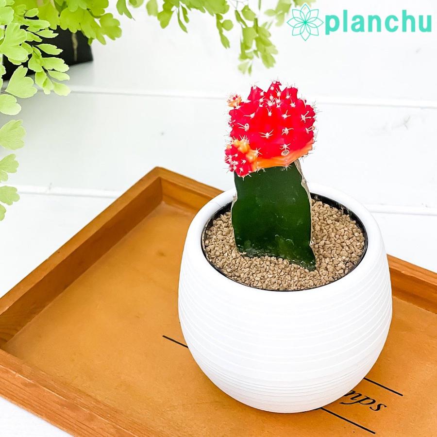 サボテン ギムノカリキウム ヒボタン バイカラー 3号丸鉢 受け皿付き 育て方説明書付き 観葉植物 キャンドルサボテン カラーヘッドサボテン 緋牡丹 丹頂 プランチュ Yahoo 店 通販 Yahoo ショッピング