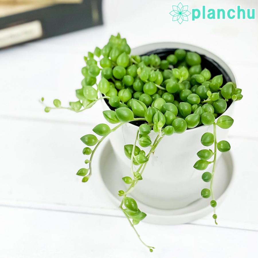 多肉植物 グリーンネックレス 3 5号鉢 受け皿付き 育て方説明書付き Curio Rowleyanus クリオ ミドリノスズ 緑の鈴 観葉植物 プランチュ Yahoo 店 通販 Yahoo ショッピング