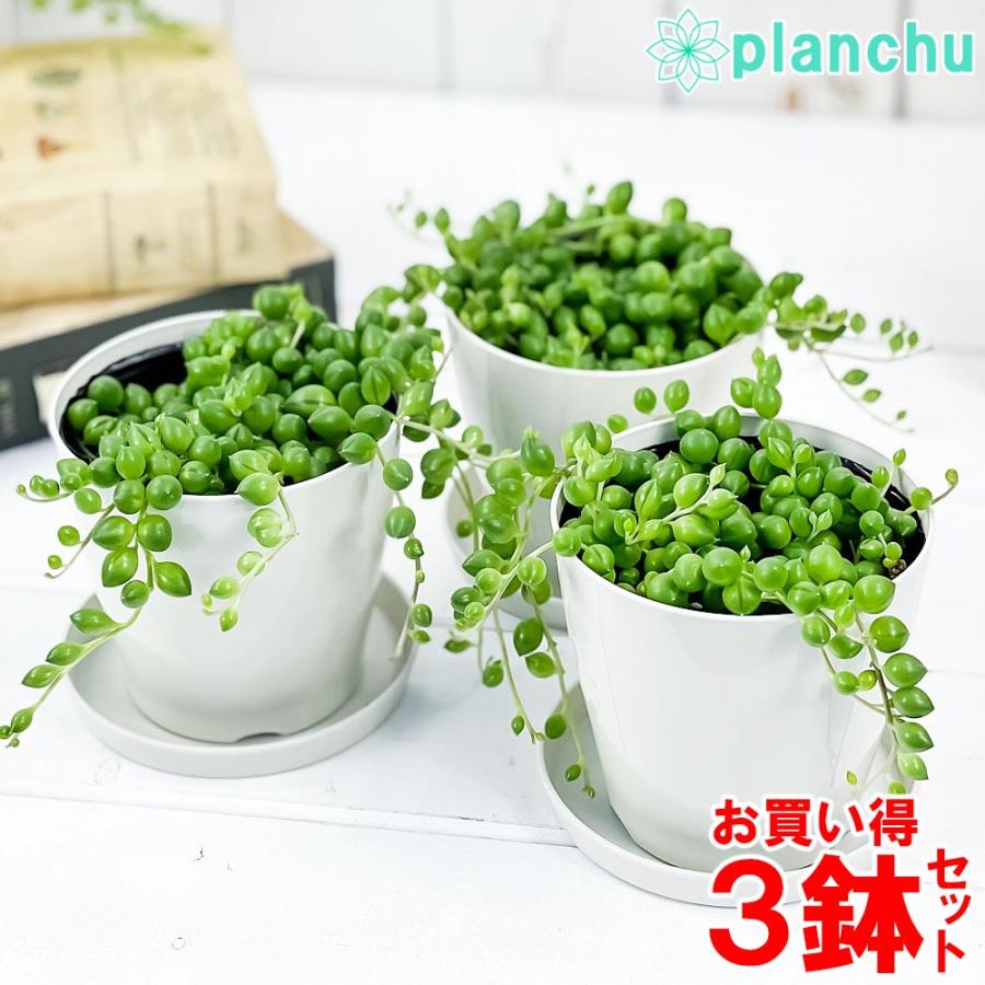 多肉植物 グリーンネックレス 3 5号鉢 3鉢セット 受け皿付き 育て方説明書付き Curio Rowleyanus クリオ ミドリノスズ 緑の鈴 観葉植物 プランチュ Yahoo 店 通販 Yahoo ショッピング